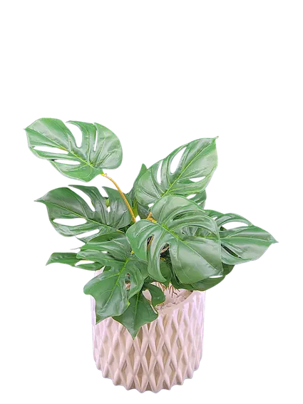 Plantita esqueleto 45cm