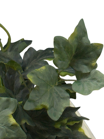 Hiedra fasedora