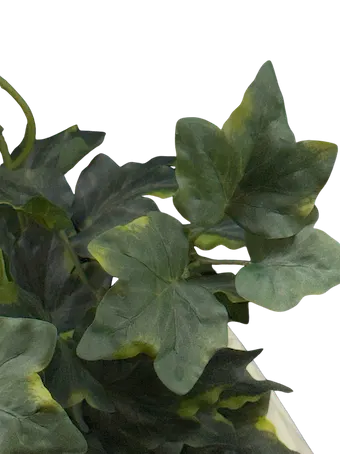Hiedra fasedora