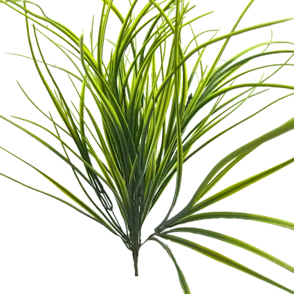 Zacatillo Lemongrass 56 cm