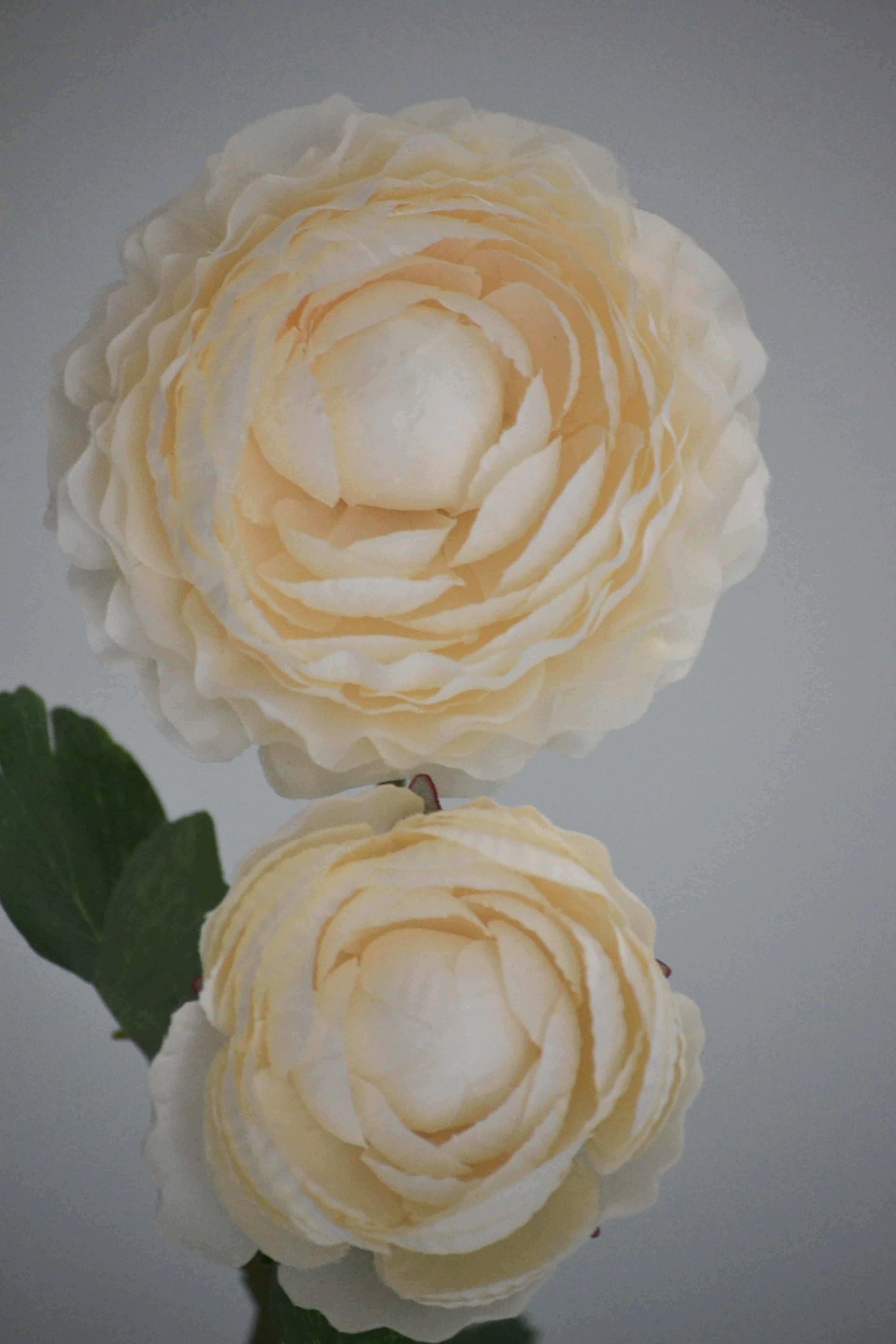 Vara de Ranuculus 50cm, varios colores