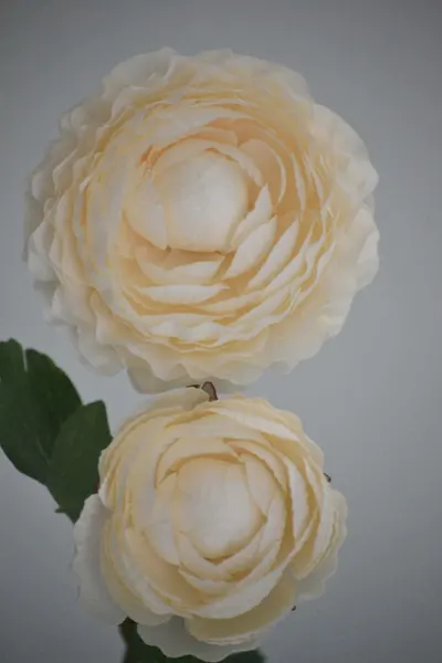Vara de Ranuculus 50cm, varios colores