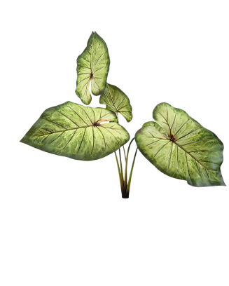 Planta calladium angel soft touch 50cm