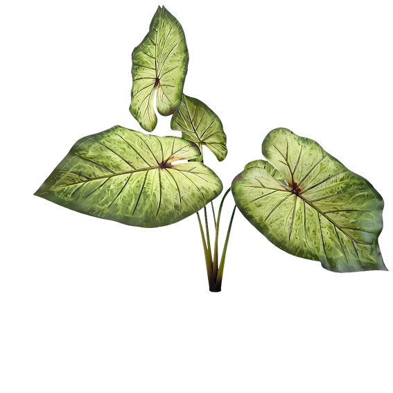 Planta calladium angel soft touch 50cm