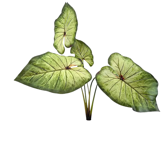 Planta calladium angel soft touch 50cm