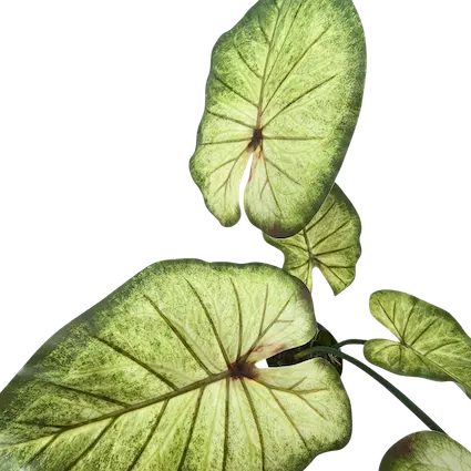 Planta calladium angel soft touch 50cm