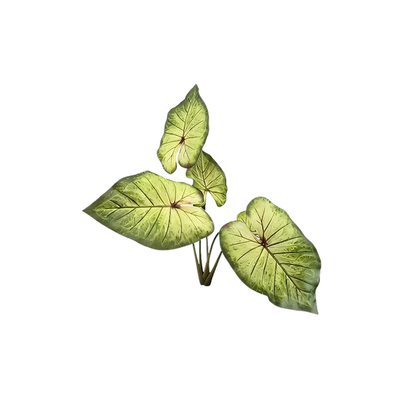 Planta calladium angel soft touch 50cm