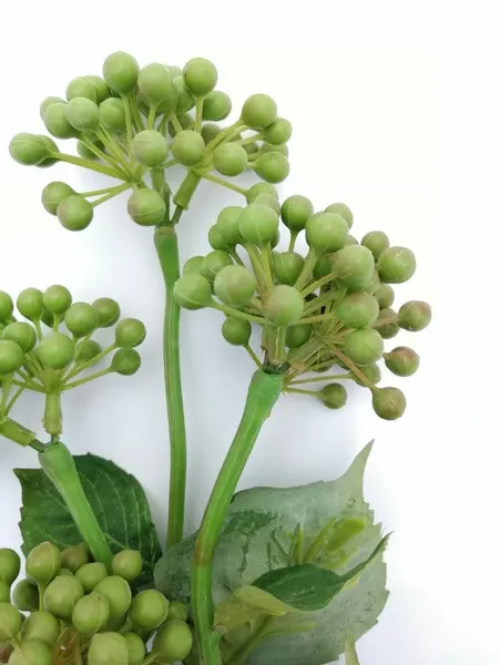 Vara de semillas de pirul verde de 35cm de altura