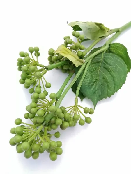 Vara de semillas de pirul verde de 35cm de altura