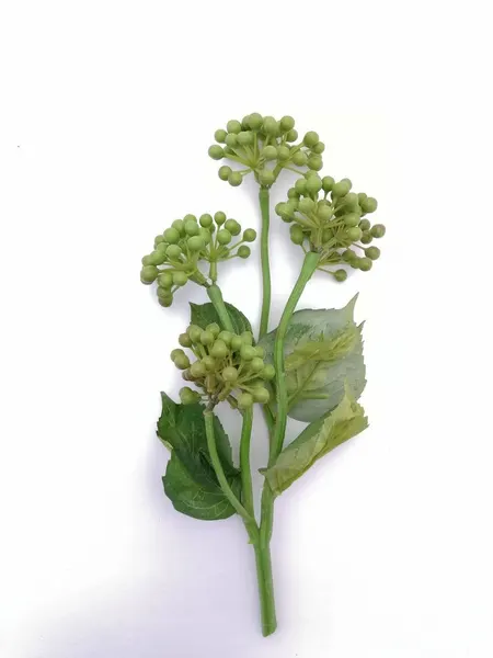 Vara de semillas de pirul verde de 35cm de altura