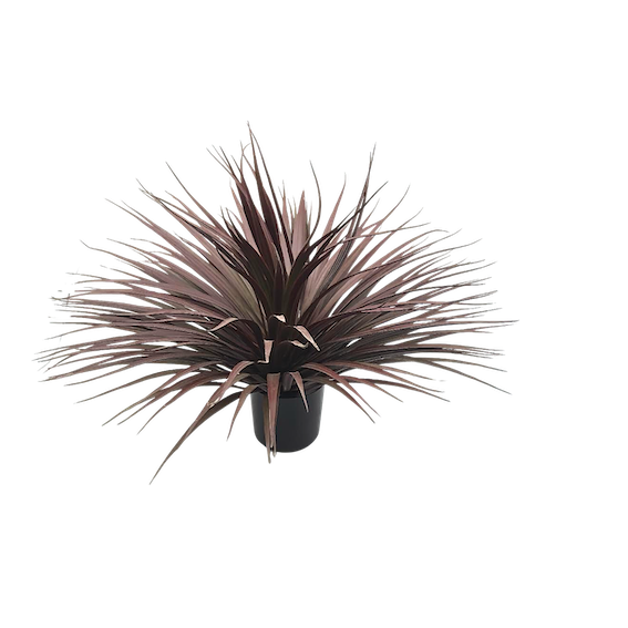 Dracena vino 54cm