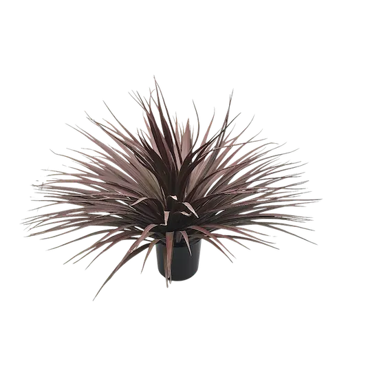 Dracena vino 54cm