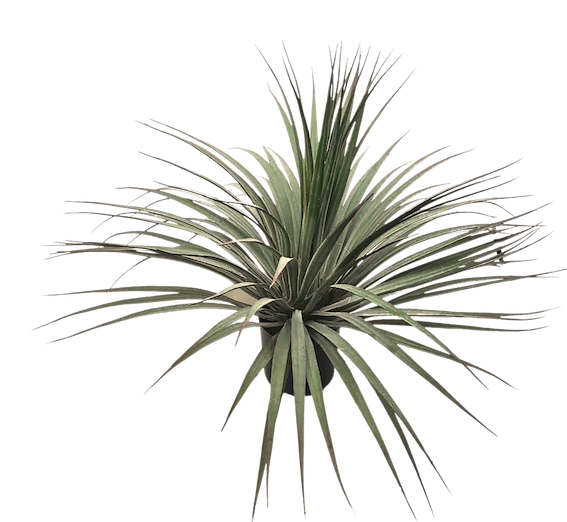 Dracena verde 54cm