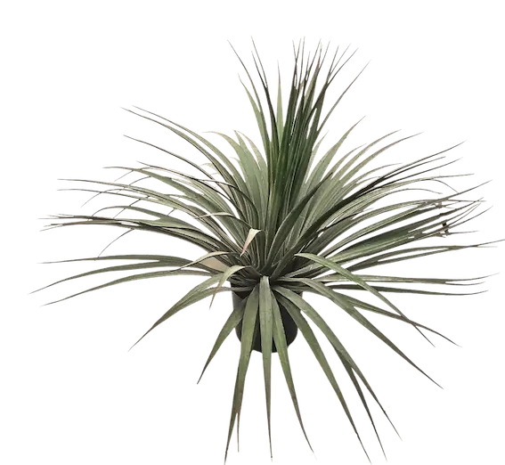 Dracena verde 54cm