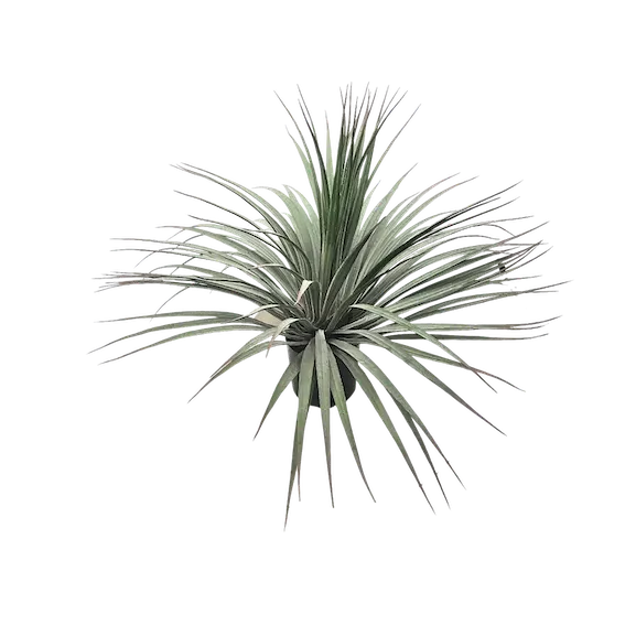 Dracena verde 54cm