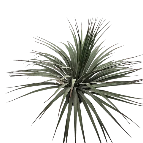 Dracena verde 54cm