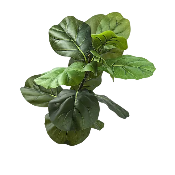 Vara de Pandurata 83cm