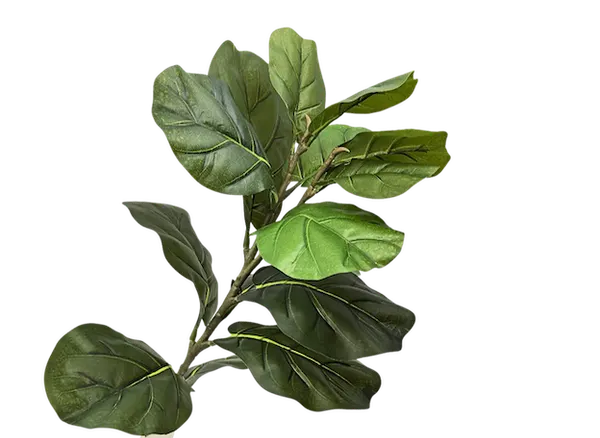 Vara de Pandurata 83cm