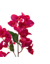 Vara bugambilia Glabra, dos colores