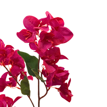 Vara bugambilia Glabra, dos colores