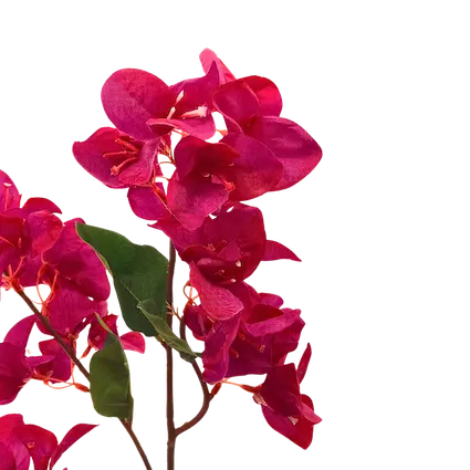 Vara bugambilia Glabra, dos colores