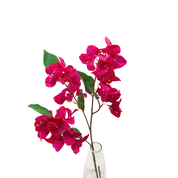 Vara bugambilia Glabra, dos colores