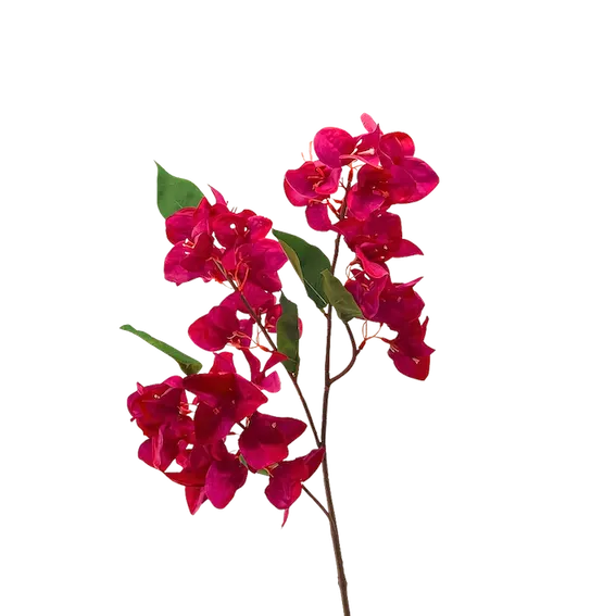 Vara bugambilia Glabra, dos colores
