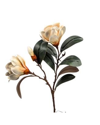 Vara de magnolia premium