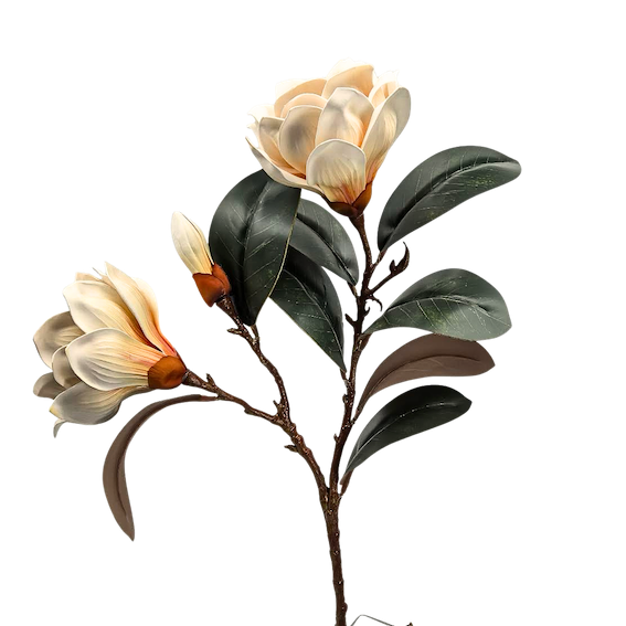 Vara de magnolia premium