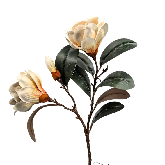 Vara de magnolia premium