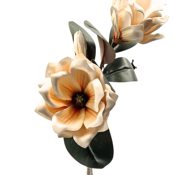 Vara de magnolia premium