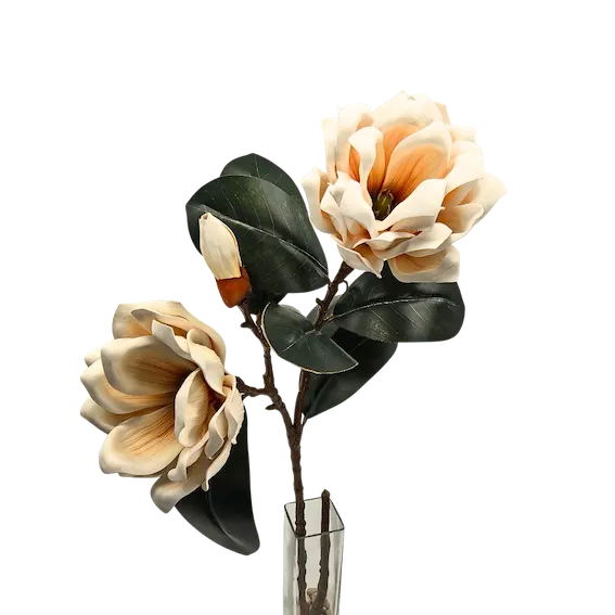 Vara de magnolia premium