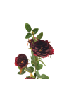 Rosal enano 70cm, tres colores