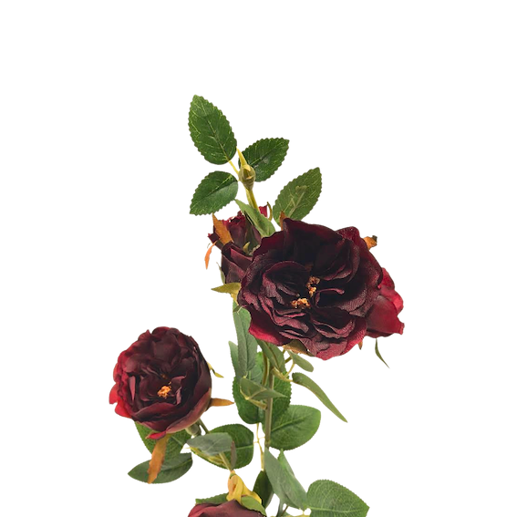 Rosal enano 70cm, tres colores