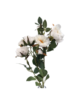 Rosal enano 70cm, tres colores