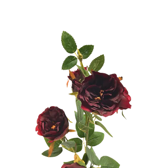 Rosal enano 70cm, tres colores