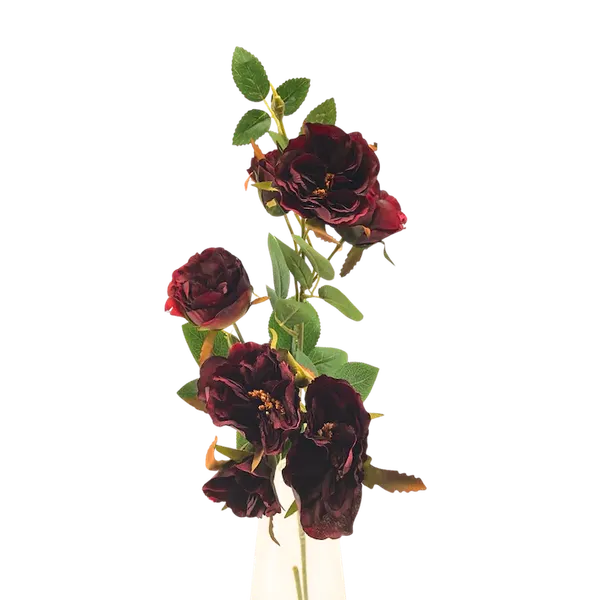 Rosal enano 70cm, tres colores