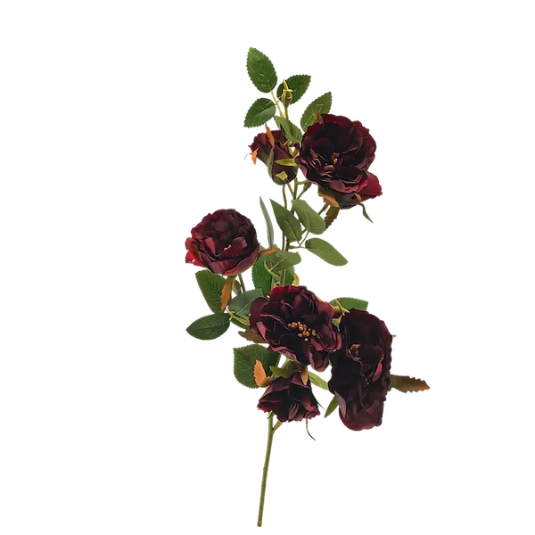 Rosal enano 70cm, tres colores