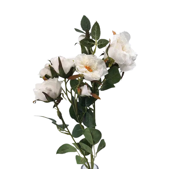 Rosal enano 70cm, tres colores