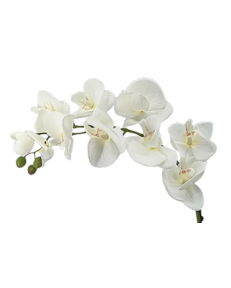 Orquídea luna de 79cm
