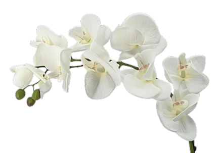 Orquídea luna de 79cm