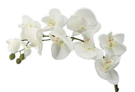 Orquídea luna de 79cm