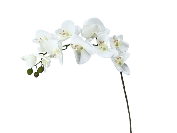 Orquídea luna de 79cm