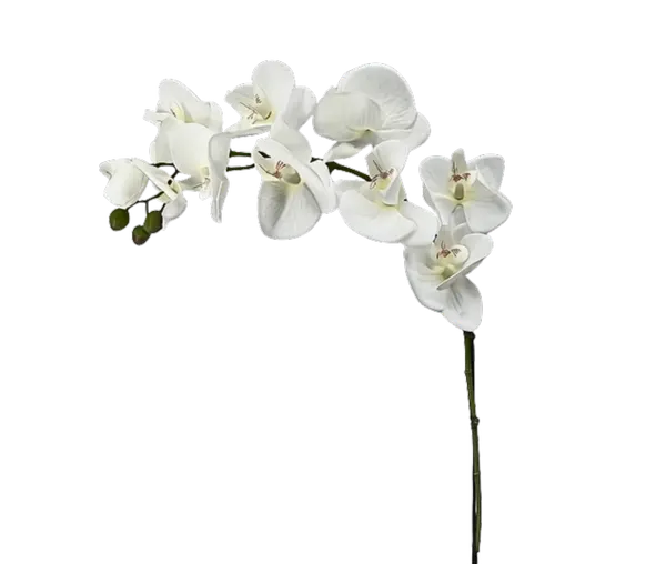 Orquídea luna de 79cm