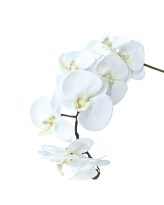 Phalaenopsis 110cm