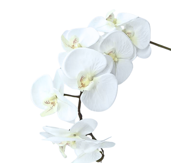 Phalaenopsis 110cm
