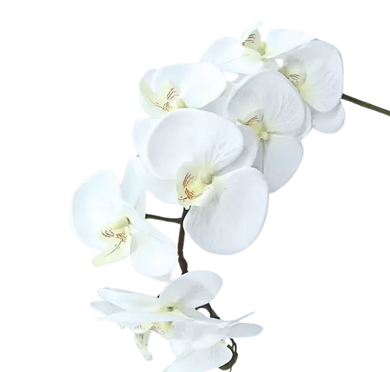 Phalaenopsis 110cm