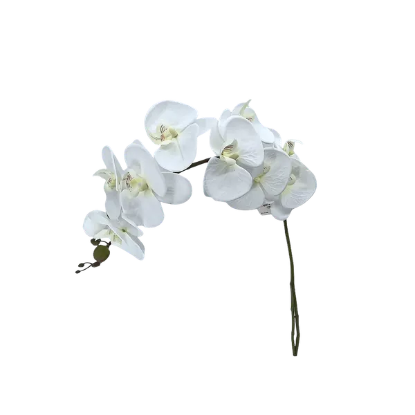 Phalaenopsis 110cm