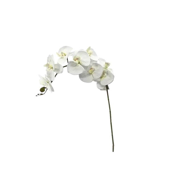 Phalaenopsis 110cm