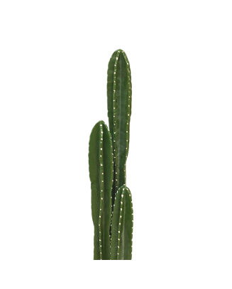 Set de cactus órganos 130cm